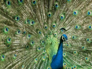 Cedofeita, Jardins do Palácio de Cristal